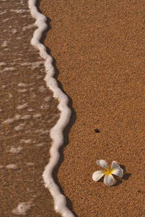 two white flowers on the beach next to the water and sand with waves coming in