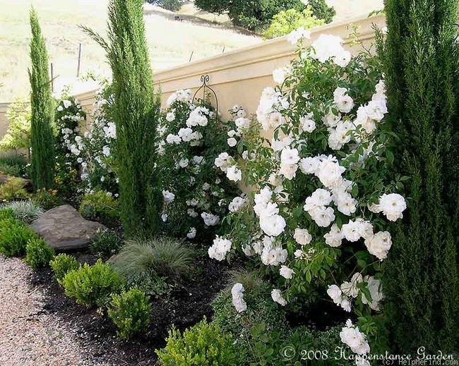 some white flowers bushes and rocks on the ground