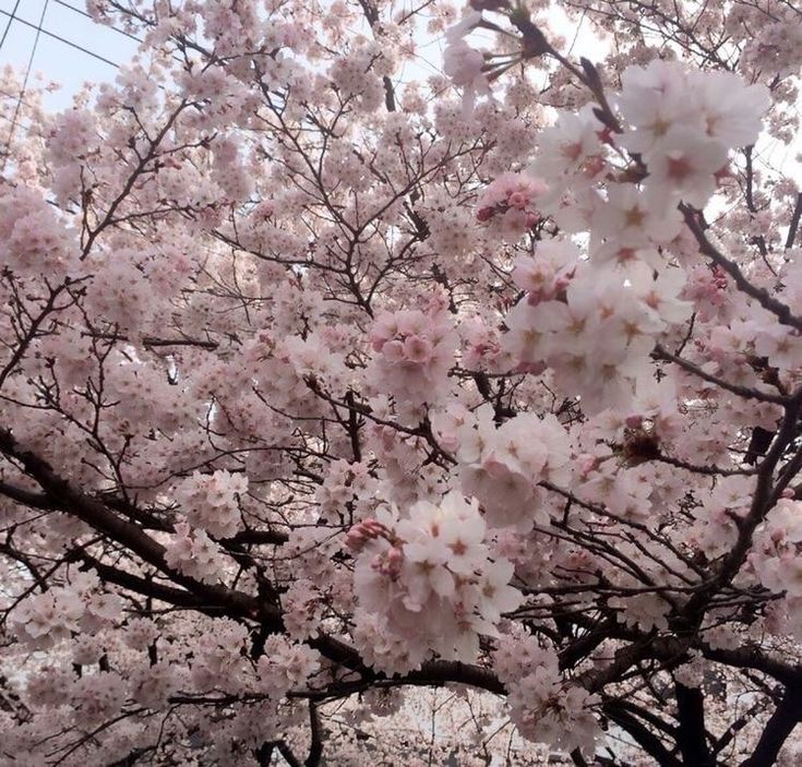 a large tree with lots of pink flowers