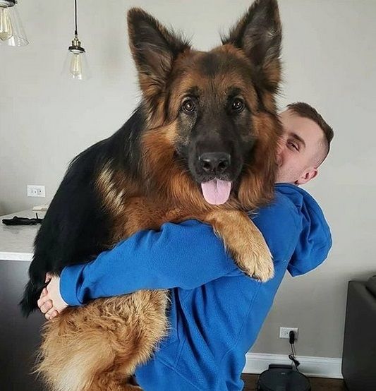 a man holding a large dog in his arms