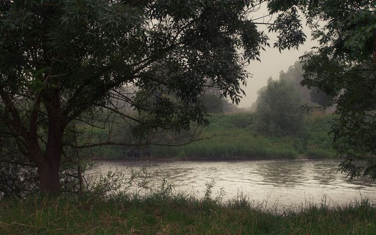 an elephant standing next to a river in the forest on a foggy day with trees