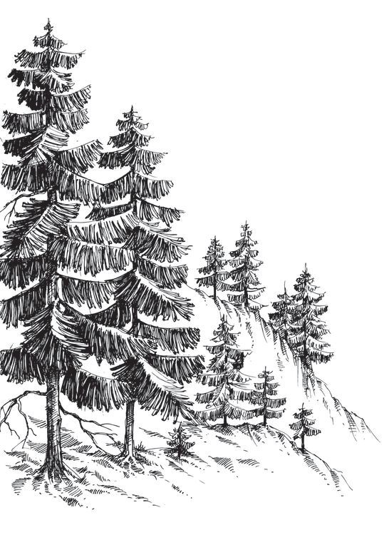 sketched pine trees in the snow