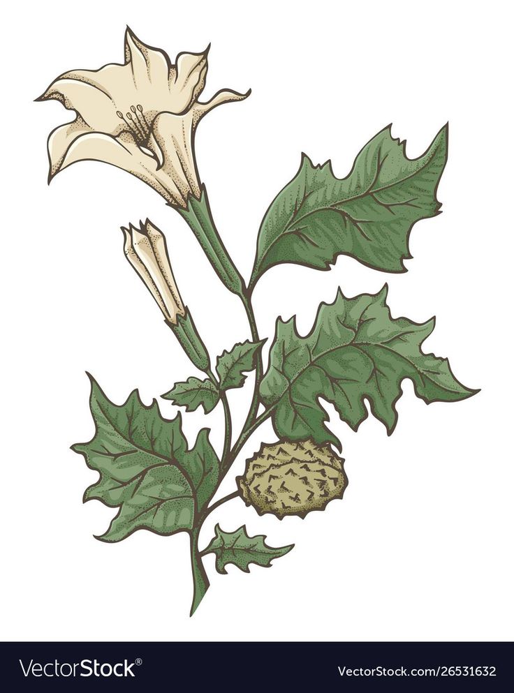 a plant with leaves and flowers on a white backgrounnd background, hand drawn