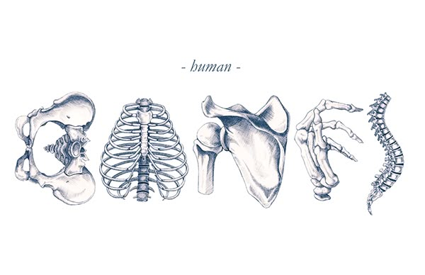 an image of different bones and their names in black and white, with the words human written below it