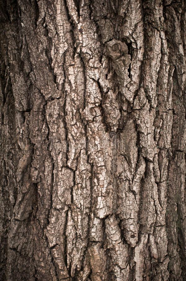 the bark of an old tree with no leaves