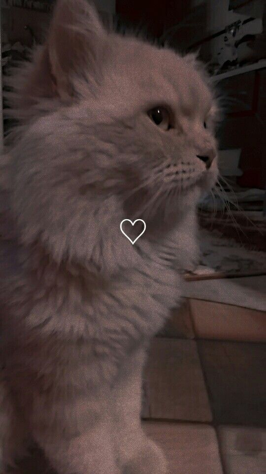 a white cat with a heart on it's collar looking up at the camera