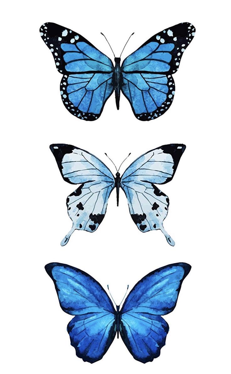 three blue butterflies on white background with one butterfly in the center and two are facing each other