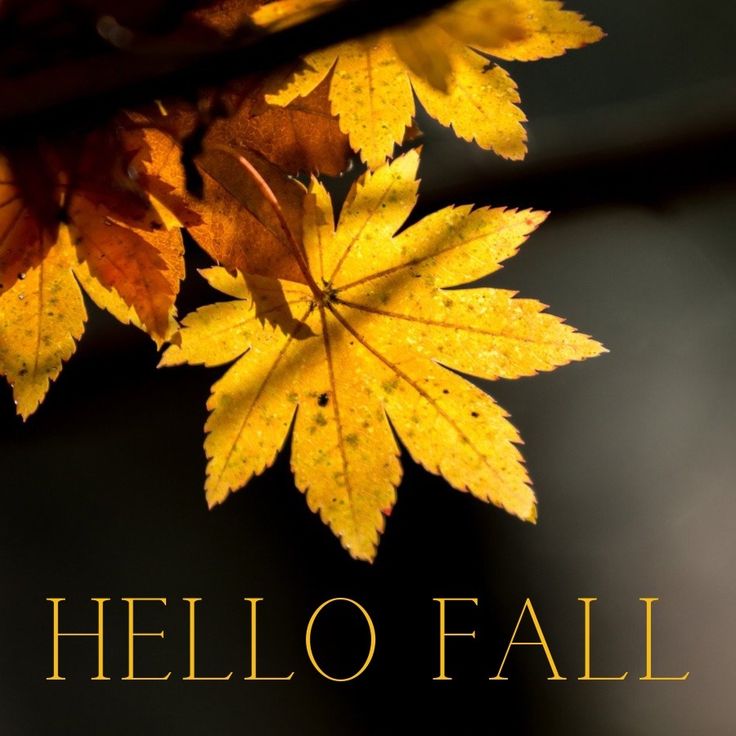 the words hello fall are written in gold and orange leaves