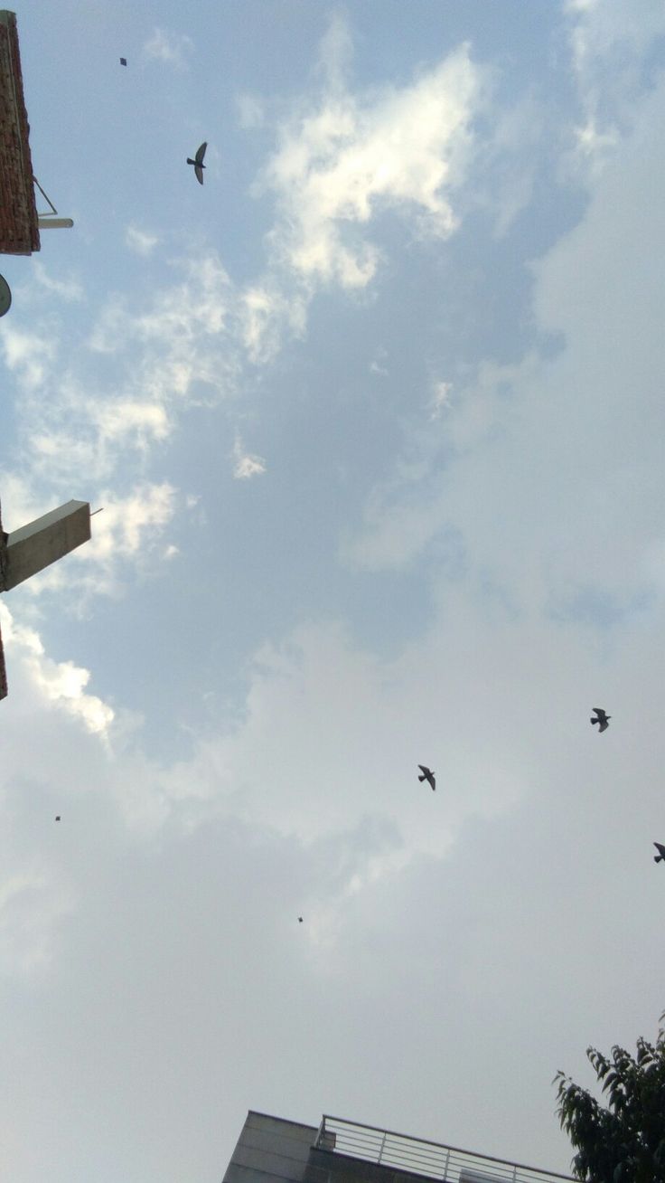 birds are flying in the sky above a street light and building on a cloudy day