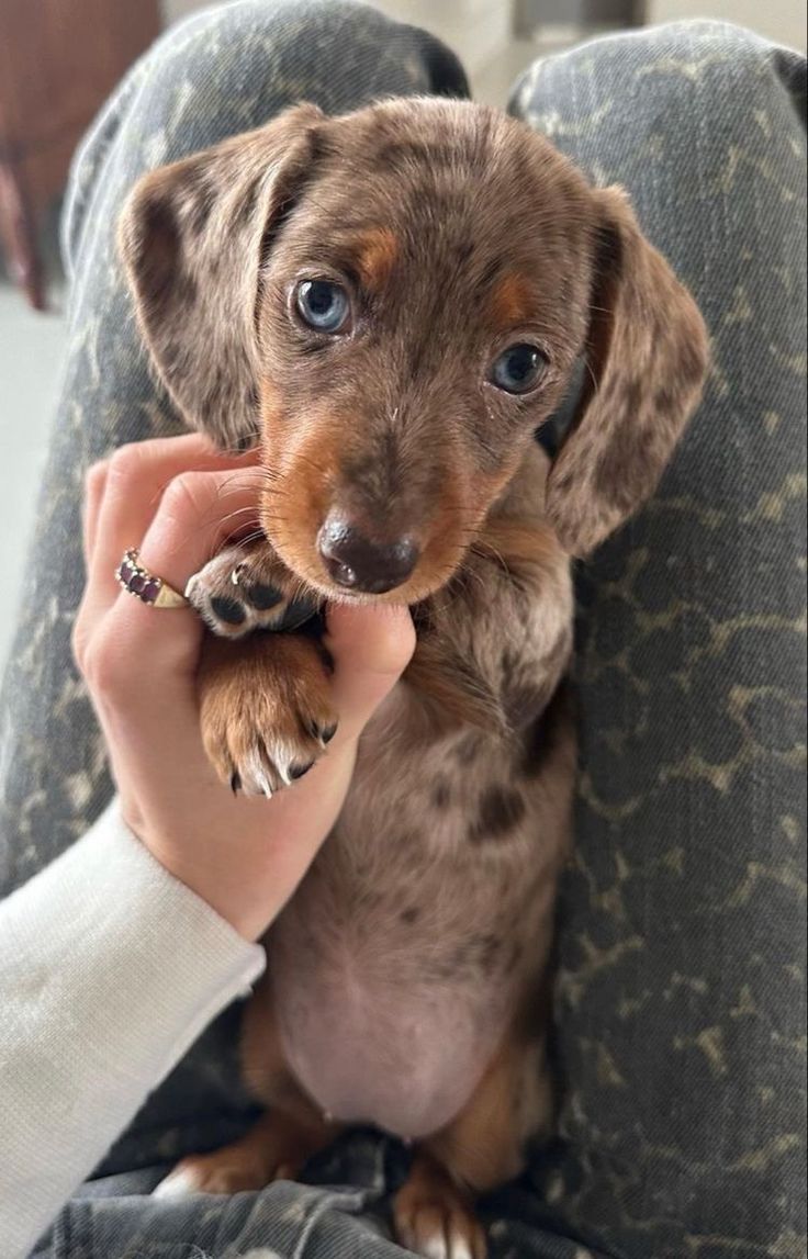 a small brown and black dog sitting on top of a person's lap next to a hand