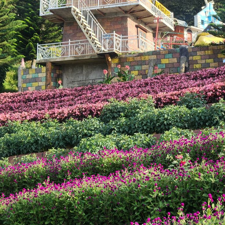 a house on top of a hill covered in pink and purple flowers with stairs leading up to it