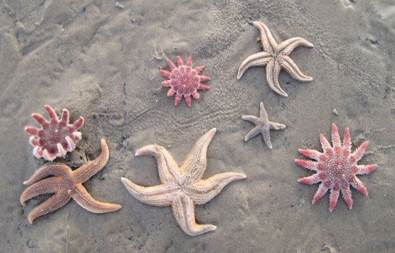 five starfishs and one sea urchin on the sand