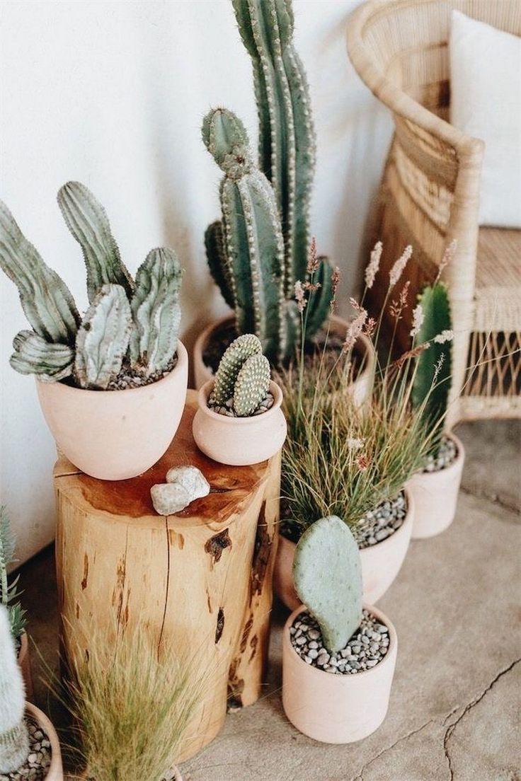 several potted cactus plants sitting on top of wooden stumps