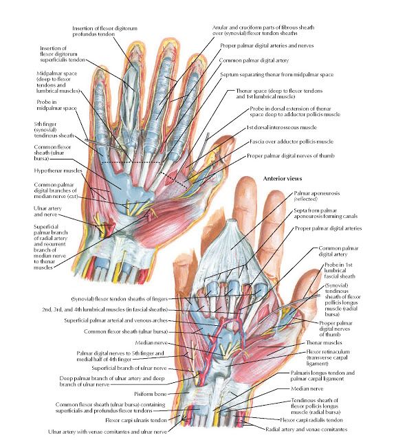 the anatomy of the hand and wrist