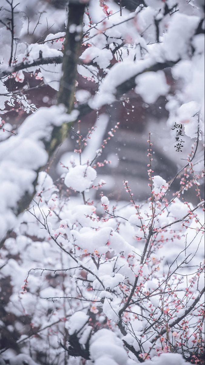 snow covered branches with red berries in the foreground and a building in the background