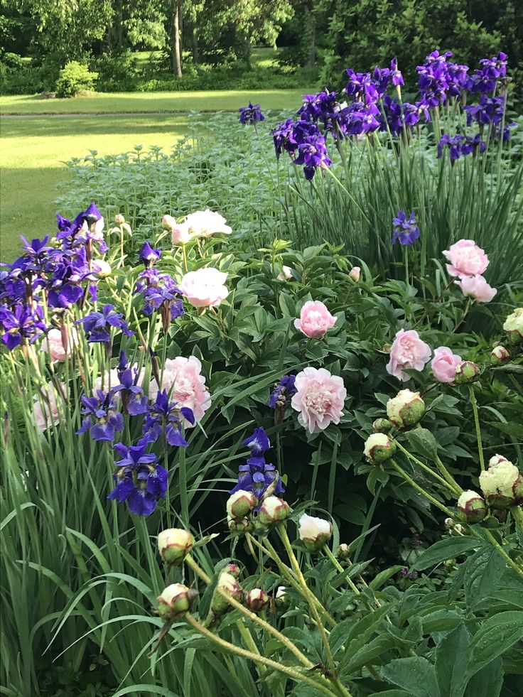 purple and white flowers in the middle of a garden