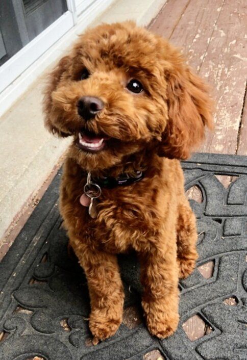 a brown dog sitting on top of a door mat