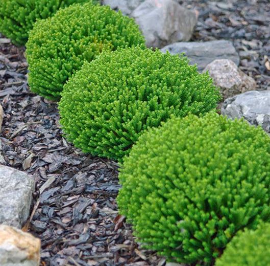 some very pretty green plants by some rocks