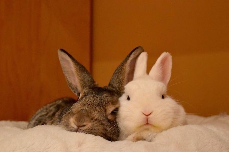 two rabbits cuddle together on a white blanket