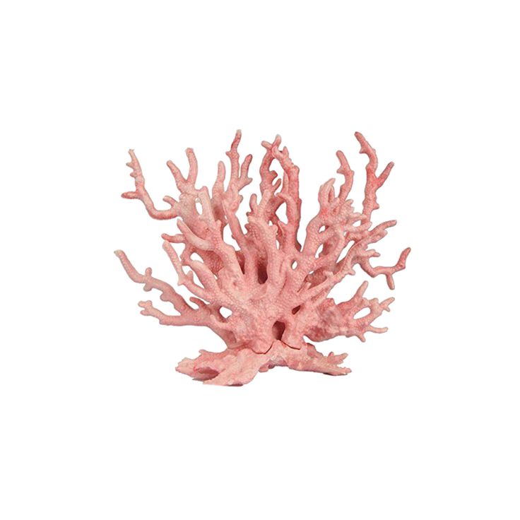 a pink coral on a white background