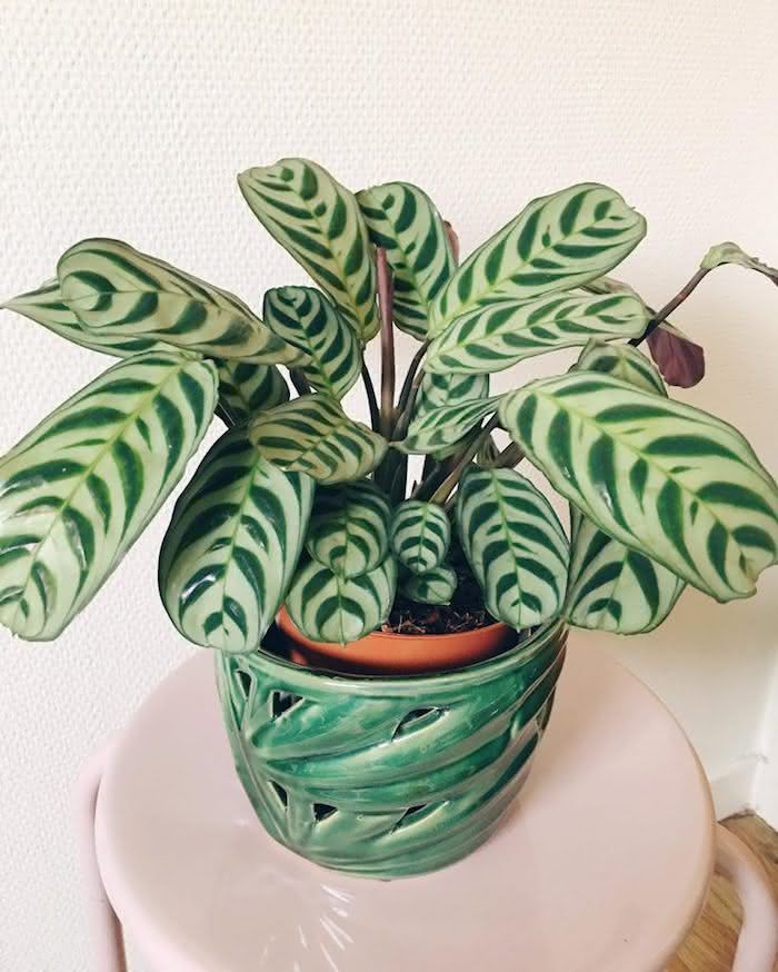 a potted plant sitting on top of a table