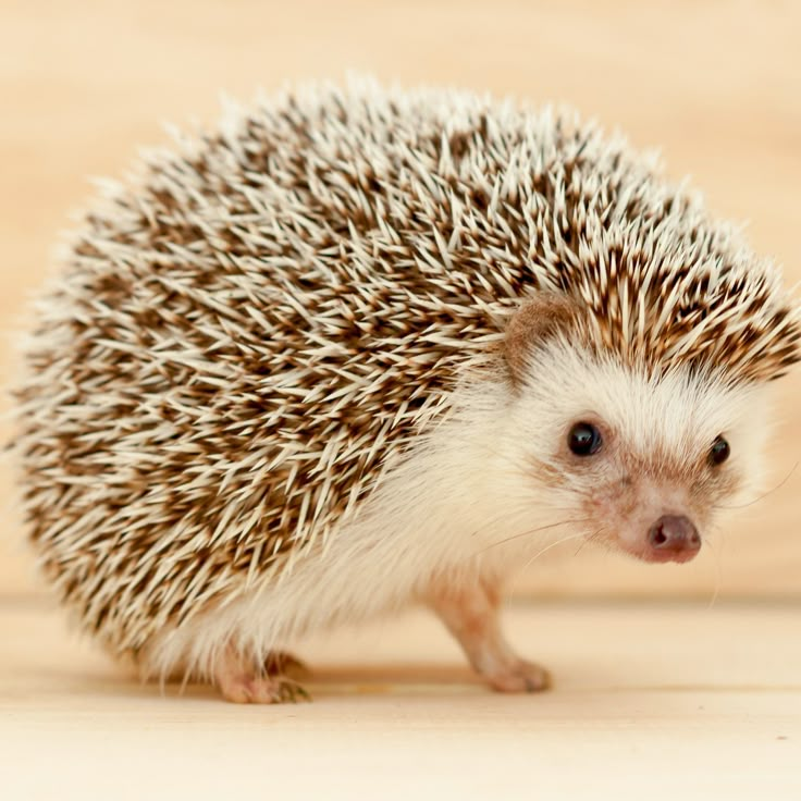 a small hedgehog standing on top of a wooden floor