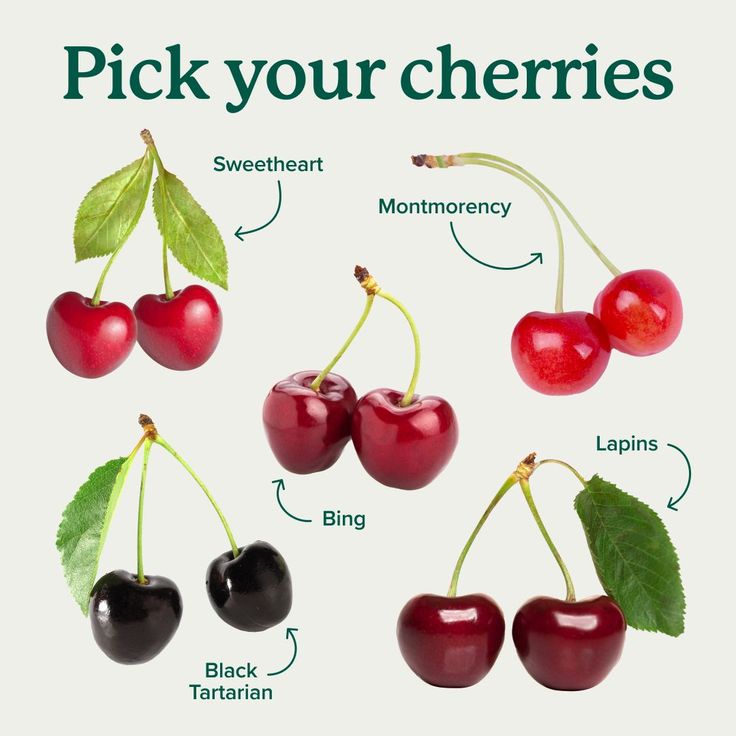 four cherries are shown with the names and their corresponding parts to each cherry, which is