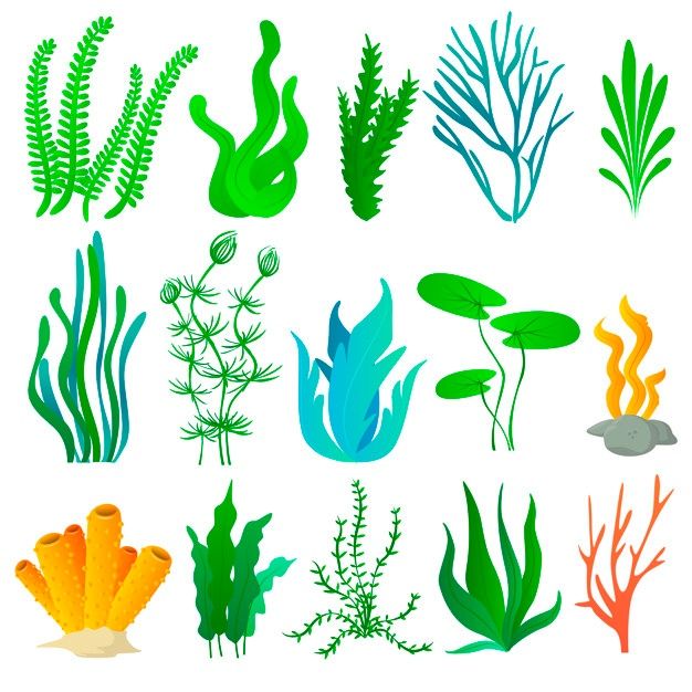 an image of seaweed and algae plants