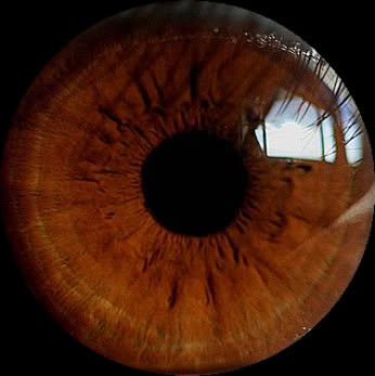 an image of the iris of a human eye