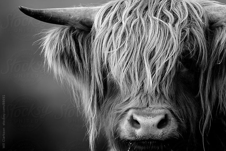 a black and white photo of a long haired cow