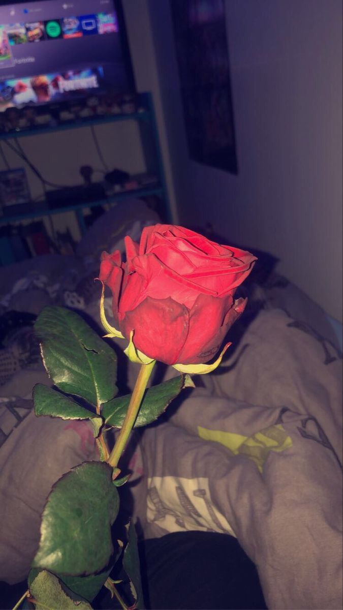 a red rose sitting on top of a bed in front of a flat screen tv