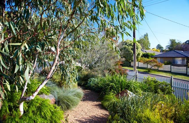 a garden with lots of green plants and trees