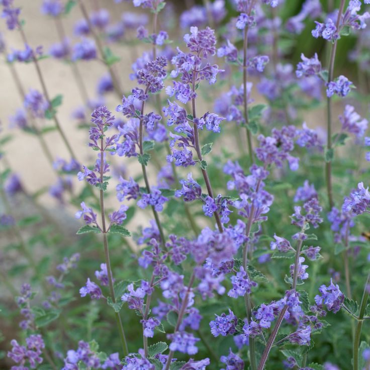 purple flowers with green leaves in the background and text that reads, kazenmize nepena