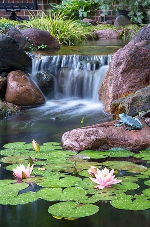 two water lilies are in the middle of a pond with rocks and lily pads