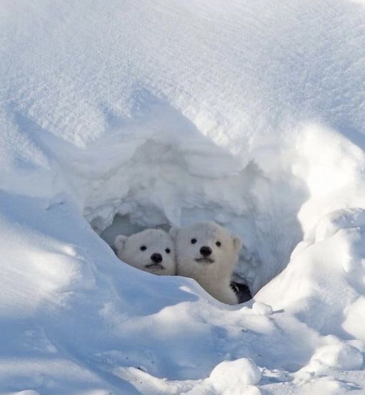 two polar bears are poking their heads out of an opening in the snow