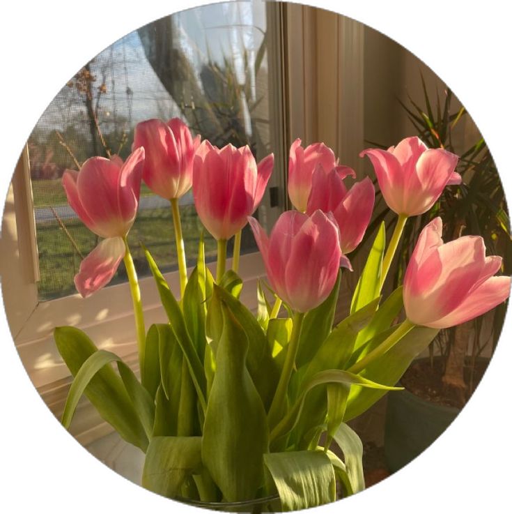 pink tulips are in a vase on the windowsill