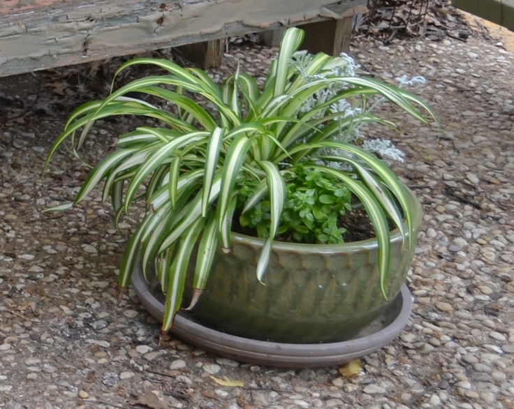 a potted plant sitting on the ground next to a bench