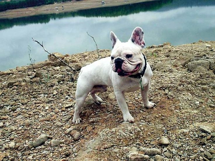 a small white dog standing on top of a rocky hill next to a body of water