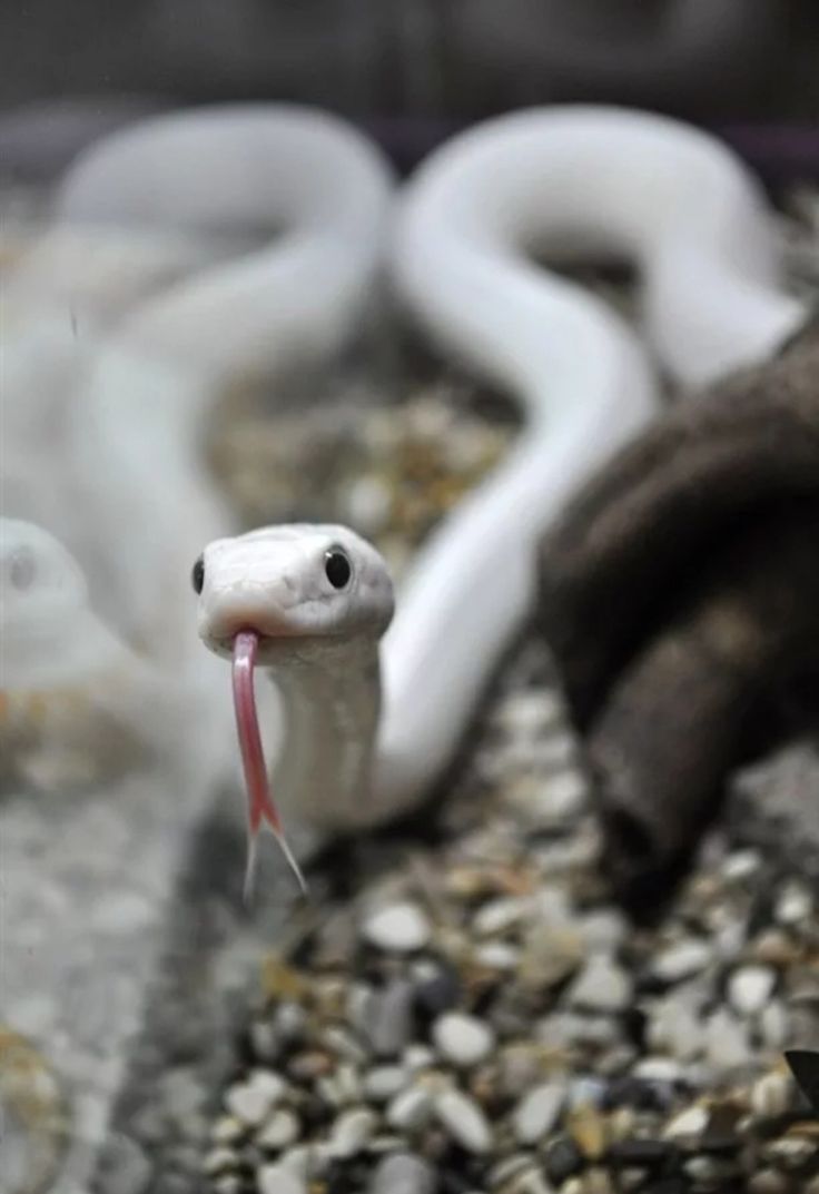 a white snake with its tongue sticking out