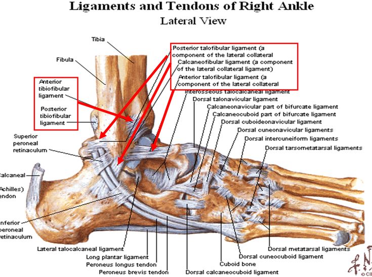 the medial view of the foot with labeled bones and tendons of right ankle highlighted