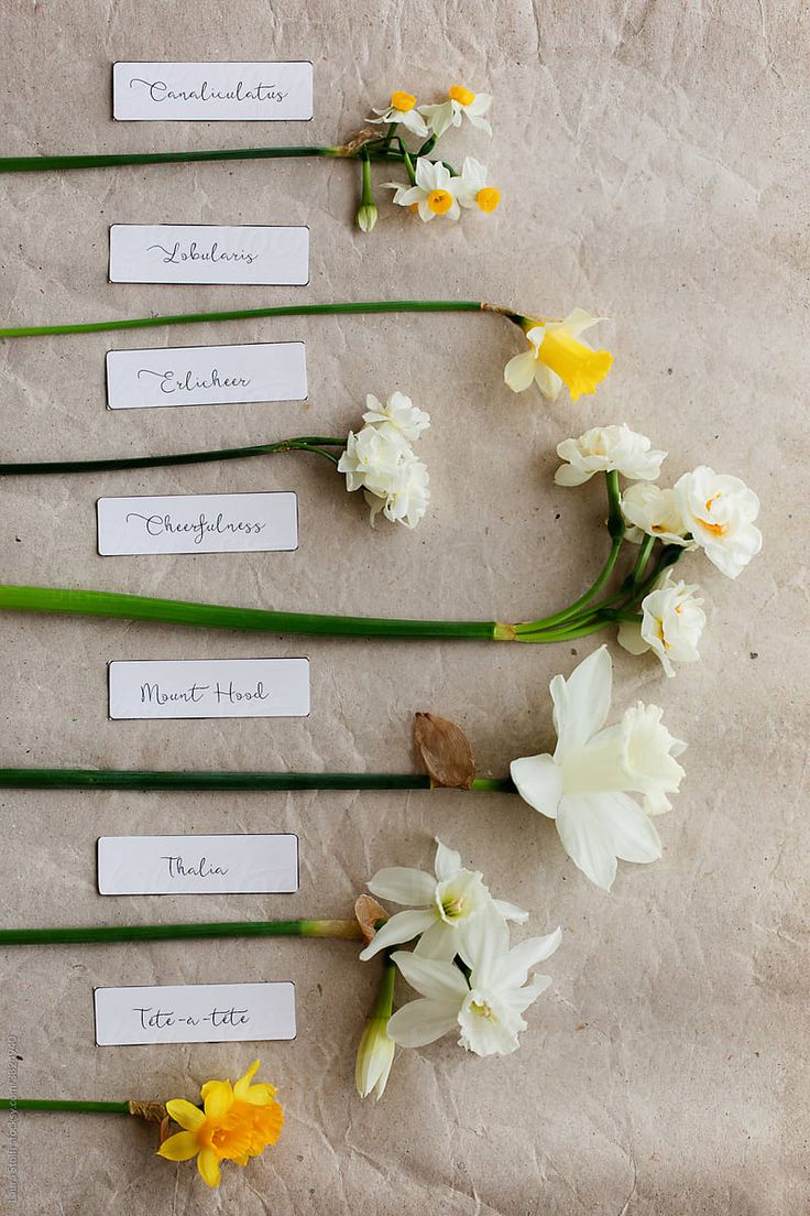 Selection of many various daffodils in a line. Every Narcissus flowers has its cultivar name written on an identification label close to it. Types Of Daffodils, Dafidol Flowers, Daphodil Bouquet, Daffodil Flower Bouquet, Dafodill Flower Aesthetic, Narcissus Flower Aesthetic, Daffodil Flower Arrangements, Daffodil Flower Aesthetic, Daphodil Flower