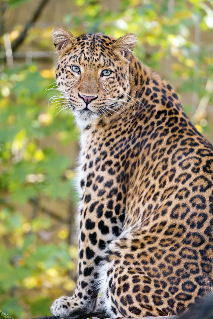 a large leopard sitting on top of a rock