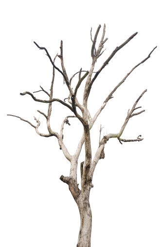 a bare tree with no leaves in front of a white background and one branch missing