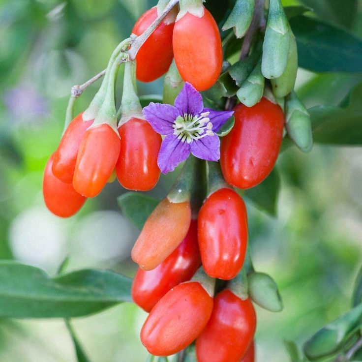 some red and purple flowers are hanging from a branch with green leaves in the background