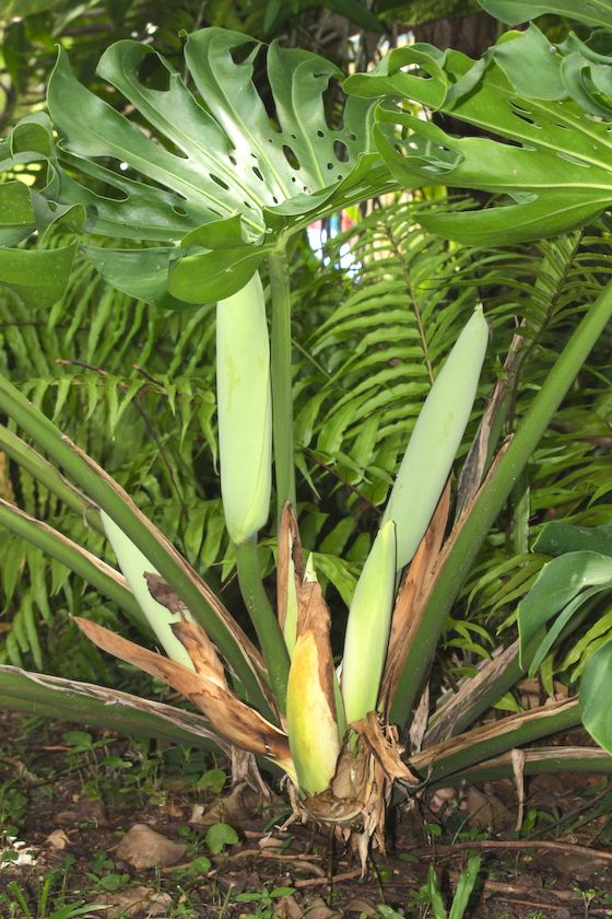 a plant with large green leaves in the middle of some grass and dirt area next to trees