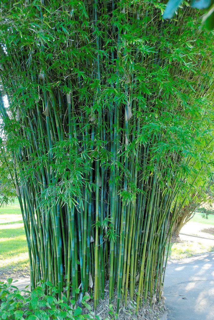 a tall bamboo tree with lots of green leaves on it's sides in a park