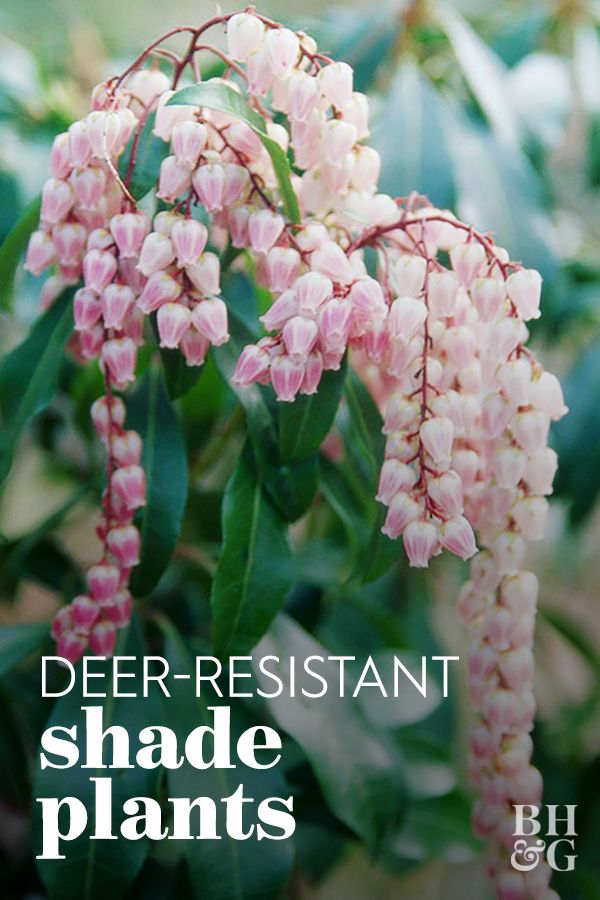 a close up of flowers with the words deer resistant shade plants