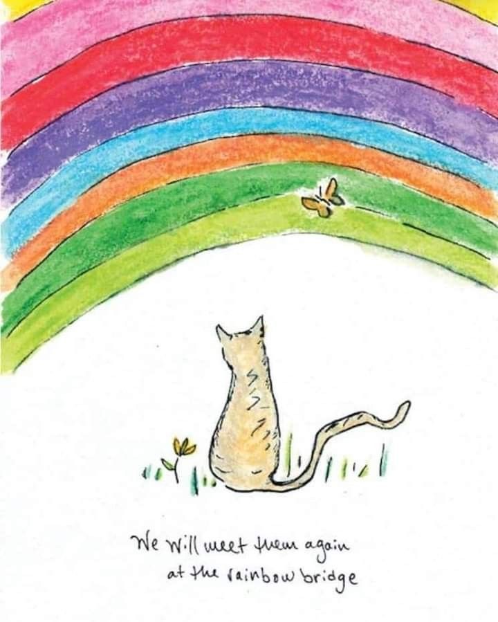 a card with a cat sitting in front of a rainbow