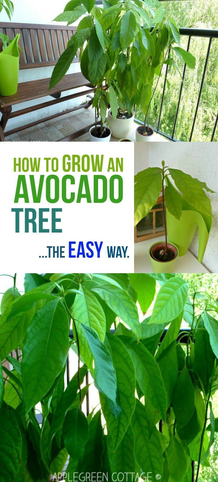 how to grow an avocado tree the easy way