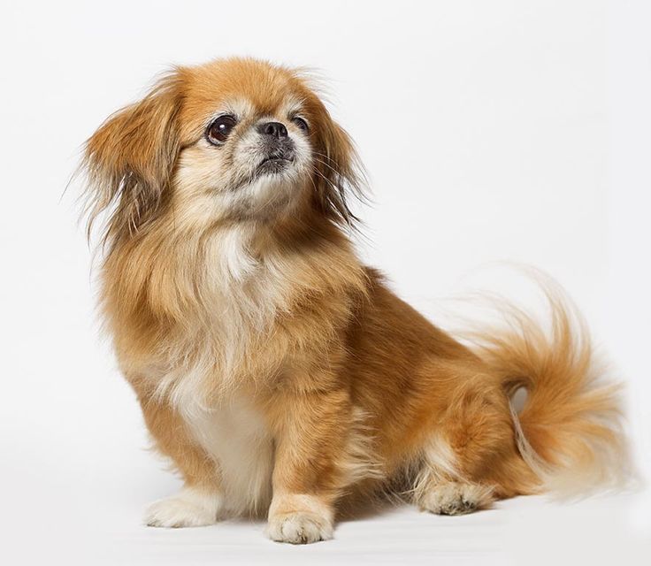 a small brown and white dog sitting down